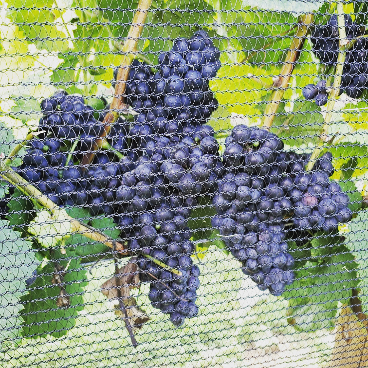Healing, Heritage and the Power of Grapes